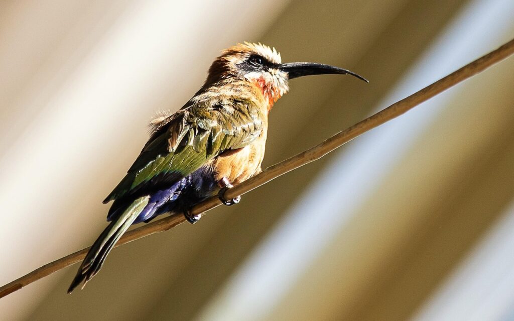 PTS夜間国内株の手数料が無料になる方法は？