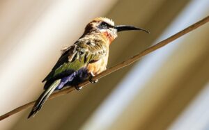 PTS夜間国内株の手数料が無料になる方法は？