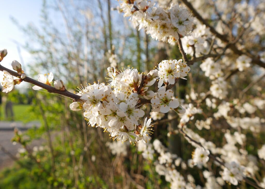 新NISAを活用した国内株投資で本当に0円から始められるのか？