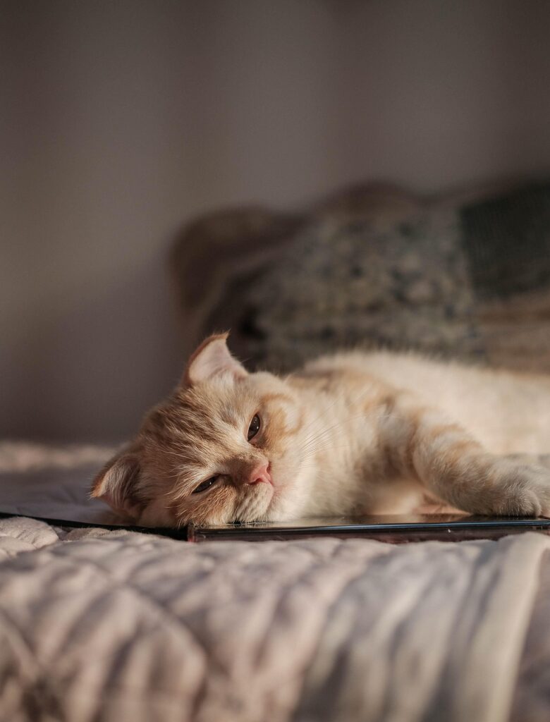 国内株の無料売買ができるおすすめの方法は？