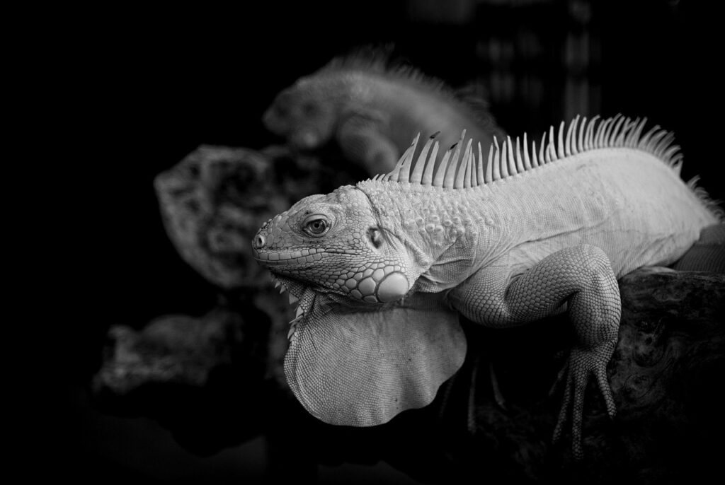 国内株の新NISAを活用するための無料情報は？