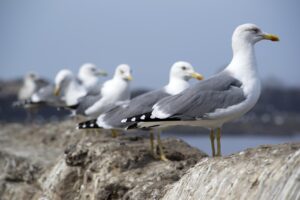 LINE証券は海外株を取扱なしって本当？その理由と今後の展望は？